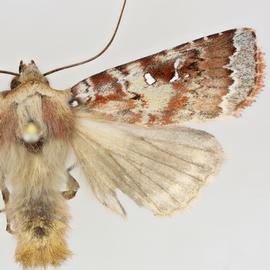  Haliophyle compsias , adult male 
 
 